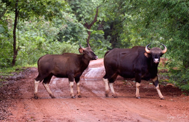 Dajipur Gava